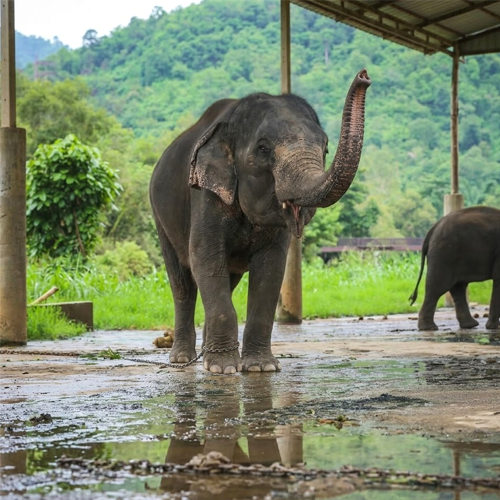 Elephants at a sanctuary in Chiang Mai Thailand