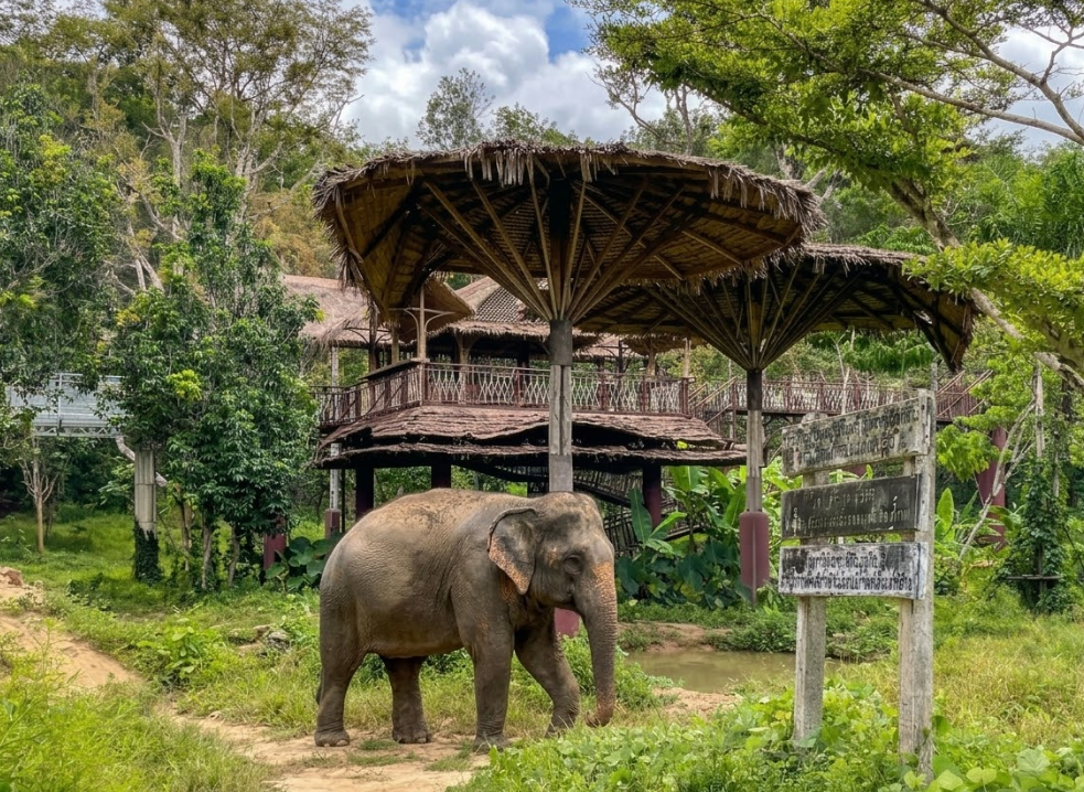 Elephant at an elephant sanctuary in Phuket Thailand