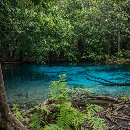 Emerald Pool in Krabi Thailand surrounded by jungle